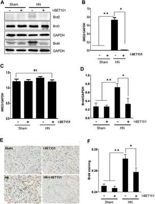 Pharmacologic Targeting of BET Proteins Attenuates Hyperuricemic Nephropathy in Rats